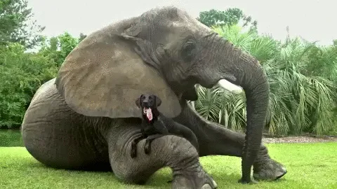 Elephant And Dog