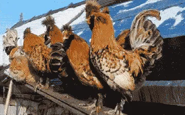Cat And Roosters