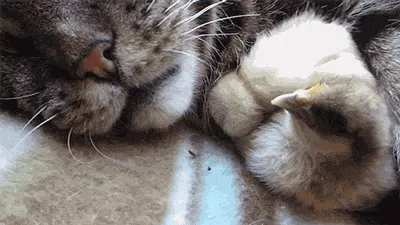 Cat And Lil’ Birds