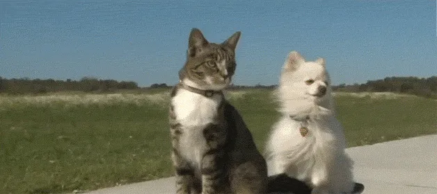 Cat And Dog