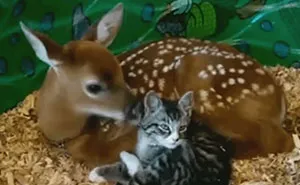 24 Unusual Animal Friendship GIFS That Are Way Too Cute