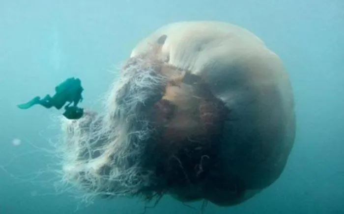 Would You Dare Going Deep After Seeing These Pictures?