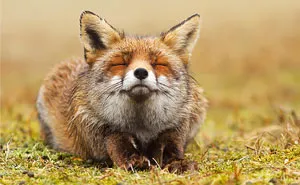 Zen Foxes: Photographer Documents Wild Foxes Enjoying Themselves
