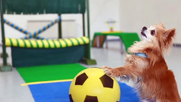 Amazing Chihuahua Tricks