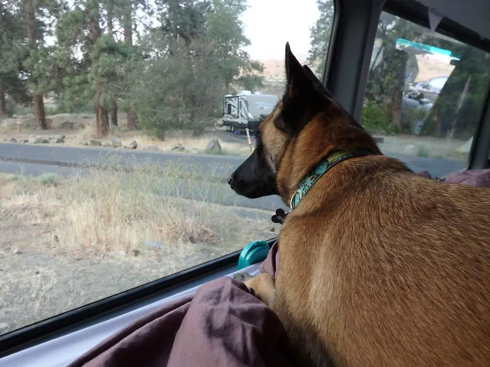 "Camping With Dogs" Instagram Will Inspire You To Go Hiking With Your Dog