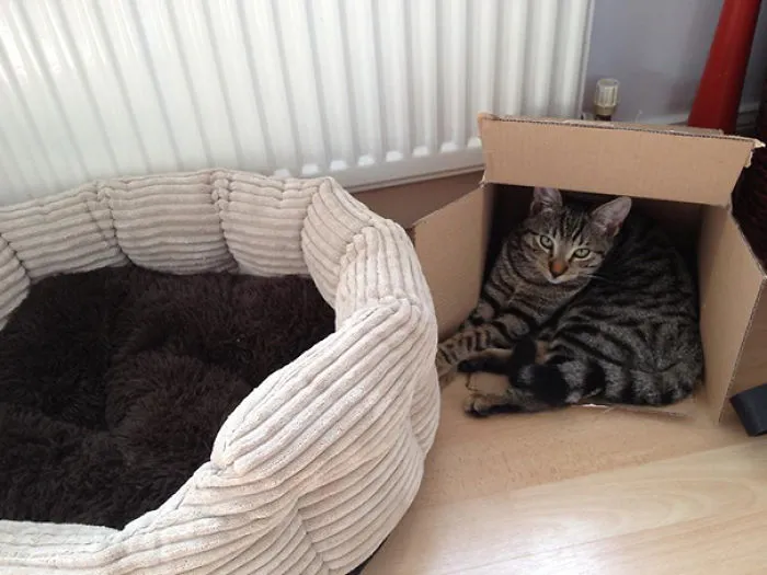 Cat Logic
