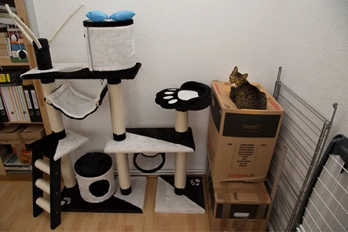 Cat Logic