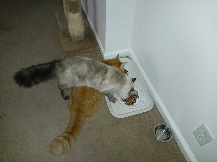 Cat Logic