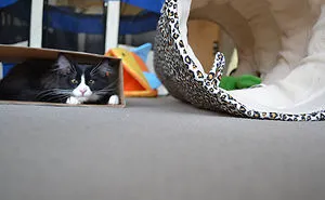 50 Hilarious Examples Of Cat Logic