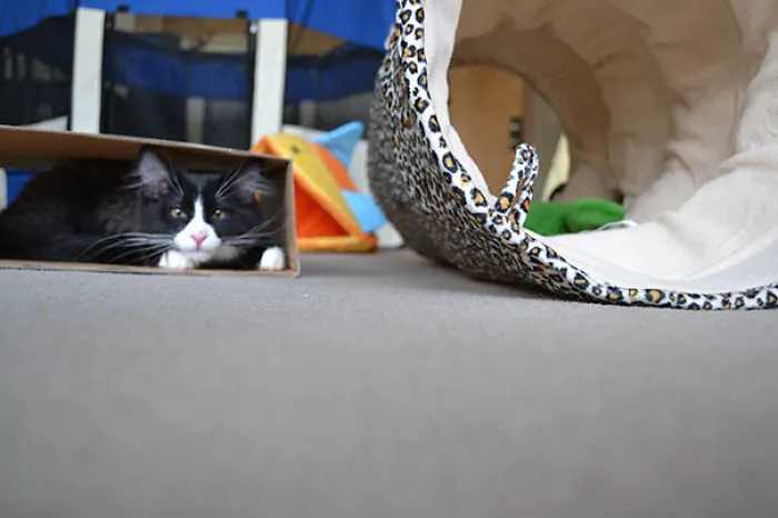 Typical Kitten Logic: Ignore The $50 Cat Tunnel, Play With The Box Instead