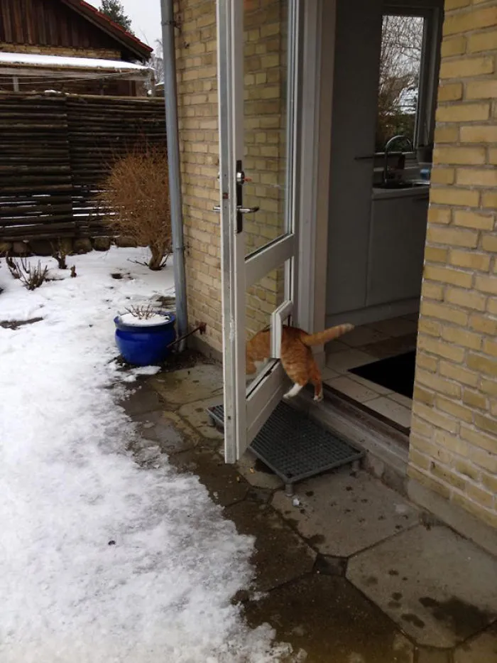 Seriously? Cat Logic