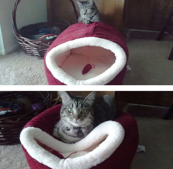Cat Logic