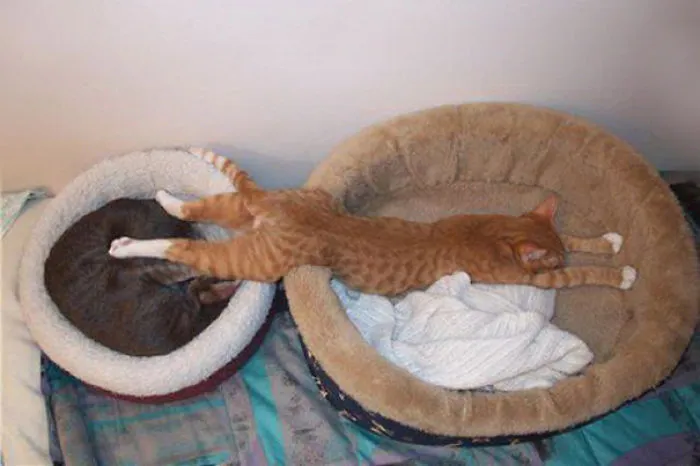 Double Bed
