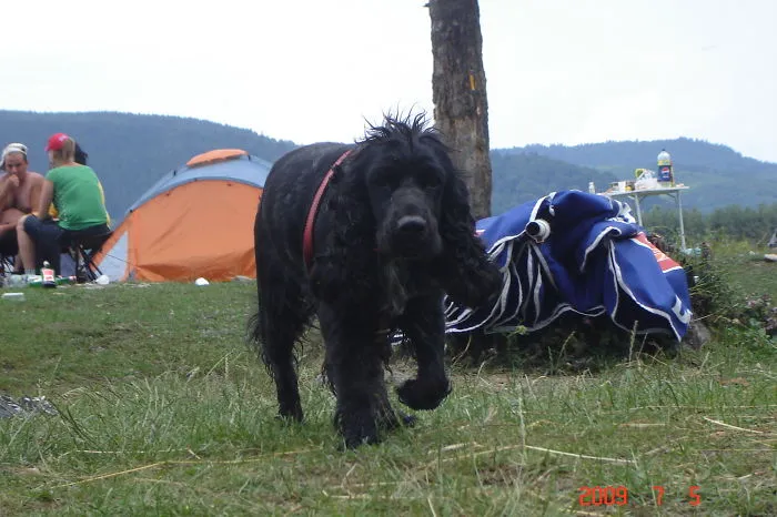 "Camping With Dogs" Instagram Will Inspire You To Go Hiking With Your Dog