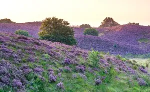 Your Last Chance To Photograph Heathland!