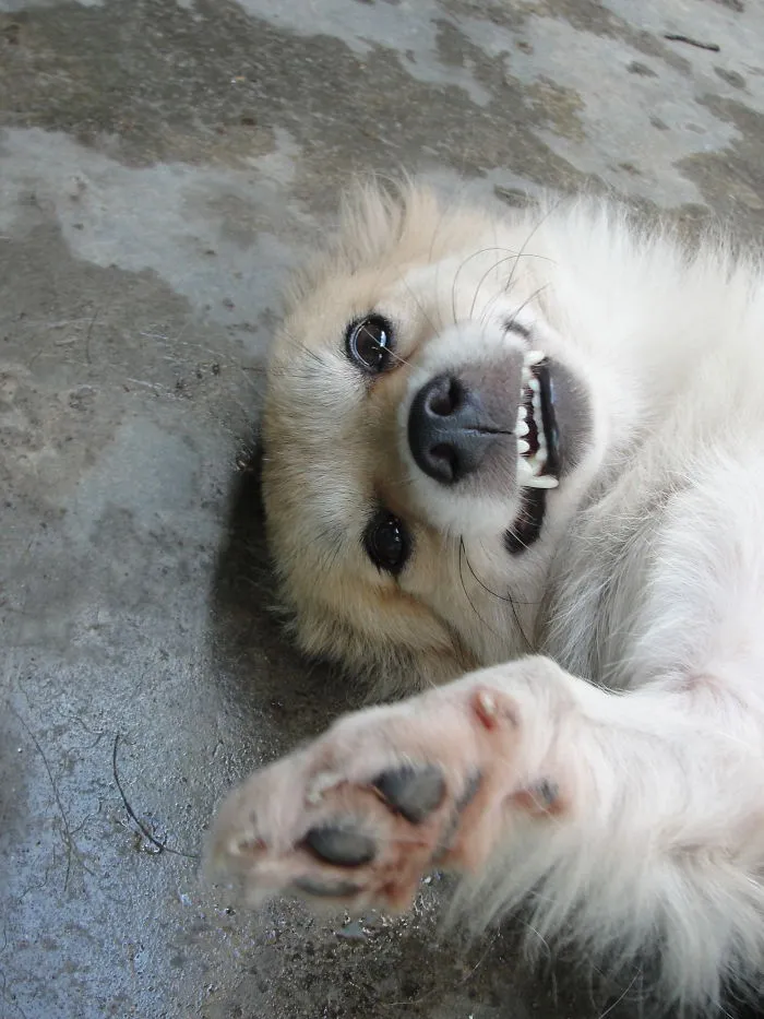 Say Hi To Bonbon!!! :d
