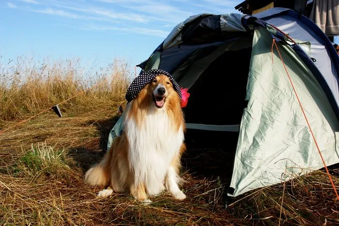 "Camping With Dogs" Instagram Will Inspire You To Go Hiking With Your Dog