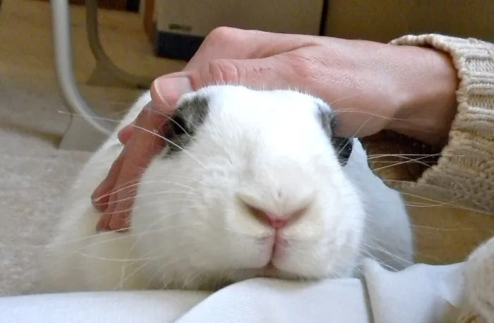 A white bunny with black spots is gently petted on the head, showcasing its adorable features and cuteness.