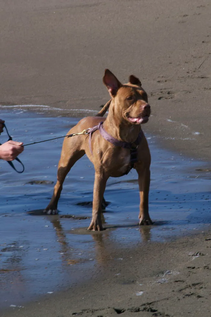 Dearest Abbie Loves The Ocean Beaches...