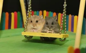156 Adorable Hamsters That Will Cause A Cuteness Overload