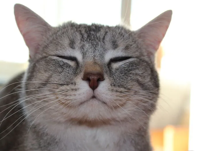 Happy Cat