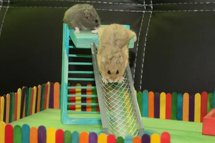 Dumptruck And Porkchop On The Slide.