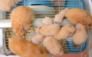 156 Adorable Hamsters That Will Cause A Cuteness Overload