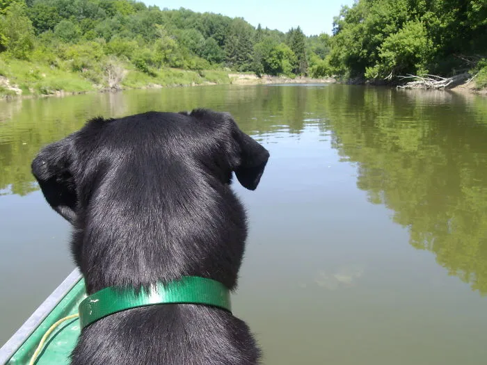 "Camping With Dogs" Instagram Will Inspire You To Go Hiking With Your Dog