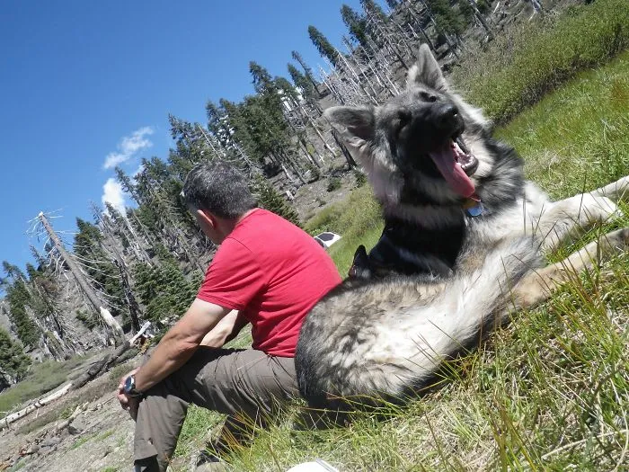 "Camping With Dogs" Instagram Will Inspire You To Go Hiking With Your Dog