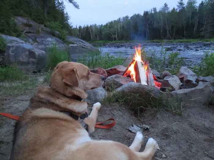 "Camping With Dogs" Instagram Will Inspire You To Go Hiking With Your Dog