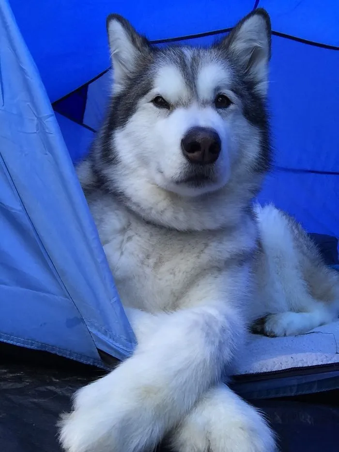 "Camping With Dogs" Instagram Will Inspire You To Go Hiking With Your Dog