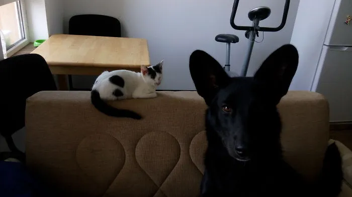 Do Not Go Near My Cat! I'm Serious!