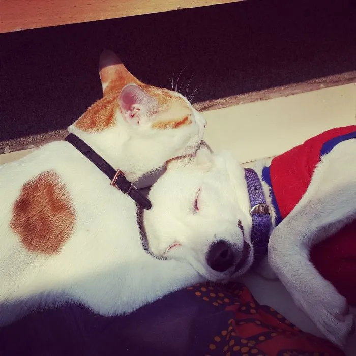 Cat And Dog.