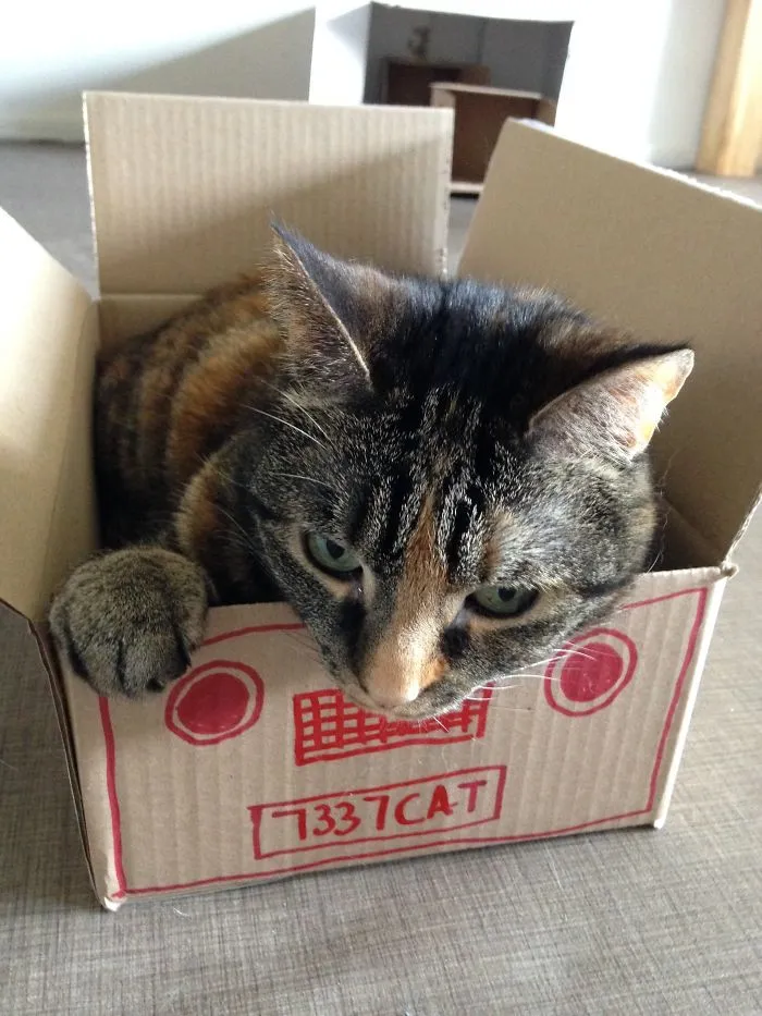 1337-catmobile
