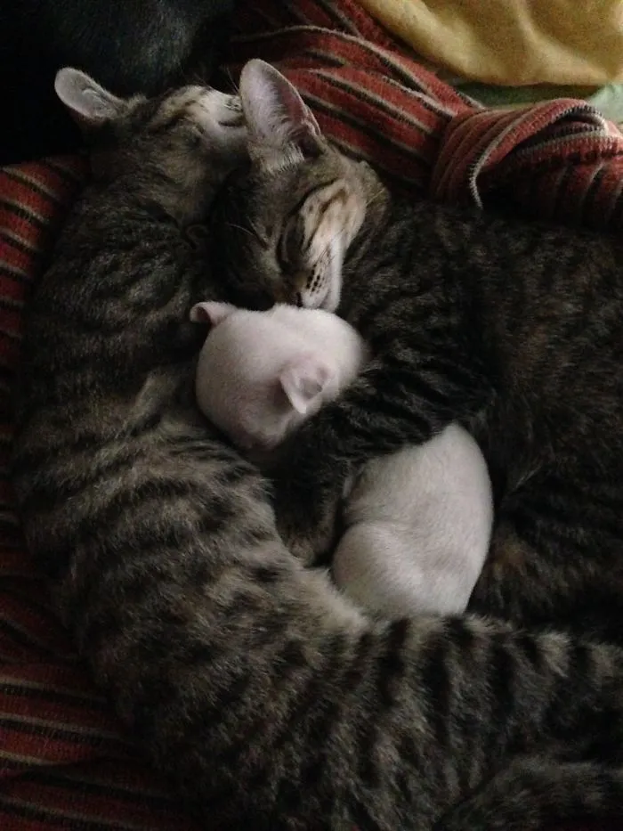 Kittens 4 Months Old, Orphaned Pitbull 2 Weeks, Animals Care.