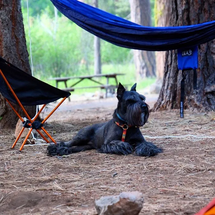 "Camping With Dogs" Instagram Will Inspire You To Go Hiking With Your Dog