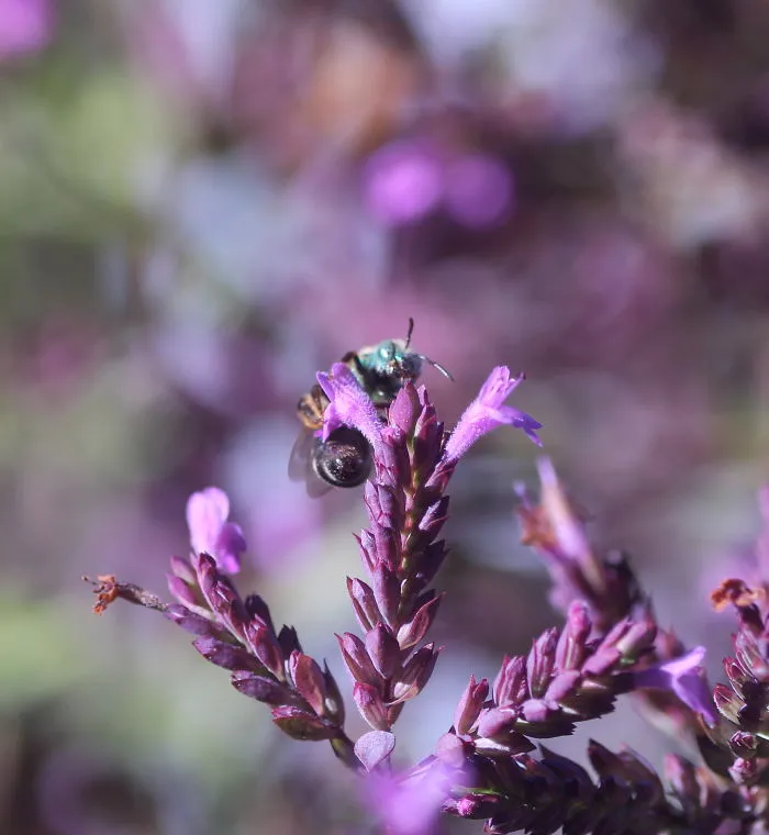 Bees