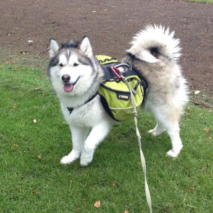 "Camping With Dogs" Instagram Will Inspire You To Go Hiking With Your Dog