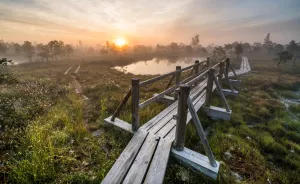 Magical Autumn Fog In Over 8000-Year-Old Kemeri Bog