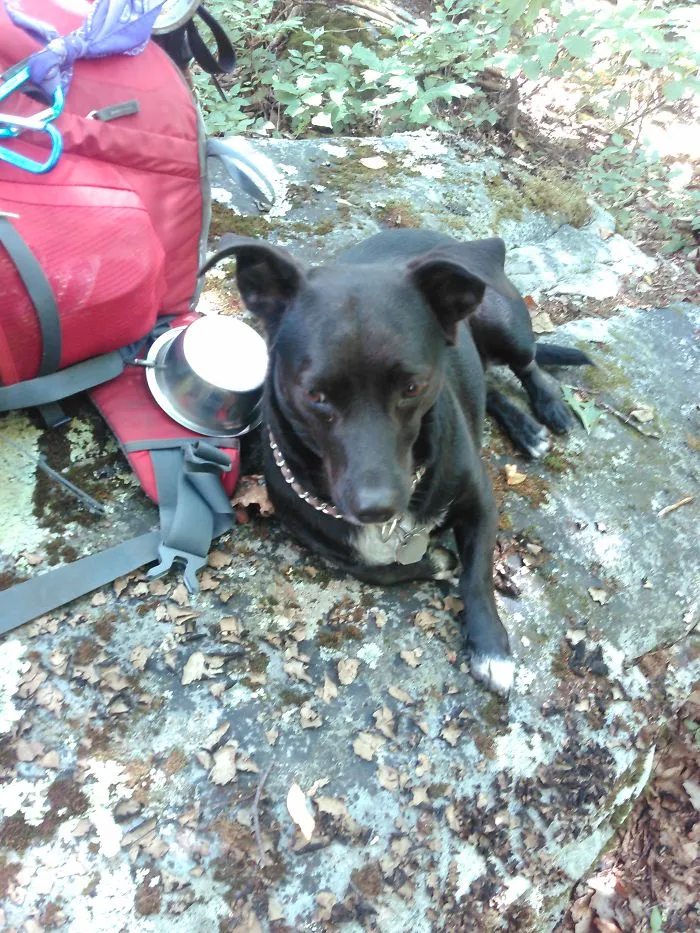 "Camping With Dogs" Instagram Will Inspire You To Go Hiking With Your Dog