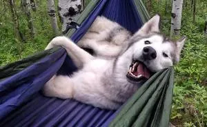 I Take My Wolfdog On Epic Adventures Because I Hate To See Dogs Locked Away