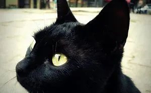 I Photograph Cats, Captivated By Their Beauty And Elegance