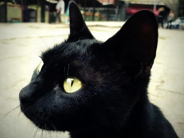 I Photograph Cats, Captivated By Their Beauty And Elegance