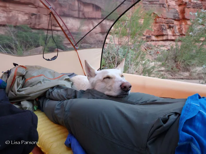 "Camping With Dogs" Instagram Will Inspire You To Go Hiking With Your Dog