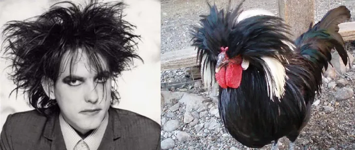 It's The Robert Smith Of Chickens!!