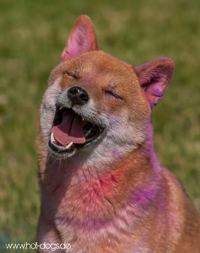 Happy Shiba