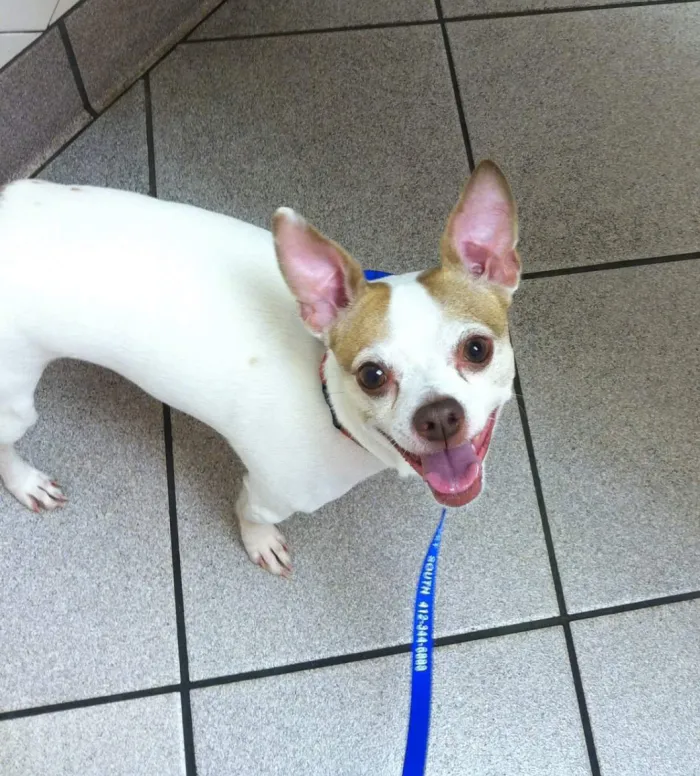 Idog Is Even Happy At The Vet!