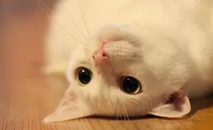 My Snow-White Cat Is My Favorite Model