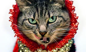 Photographer Turns His Leukemic Cat 'hummus' Into A Fashion Diva!