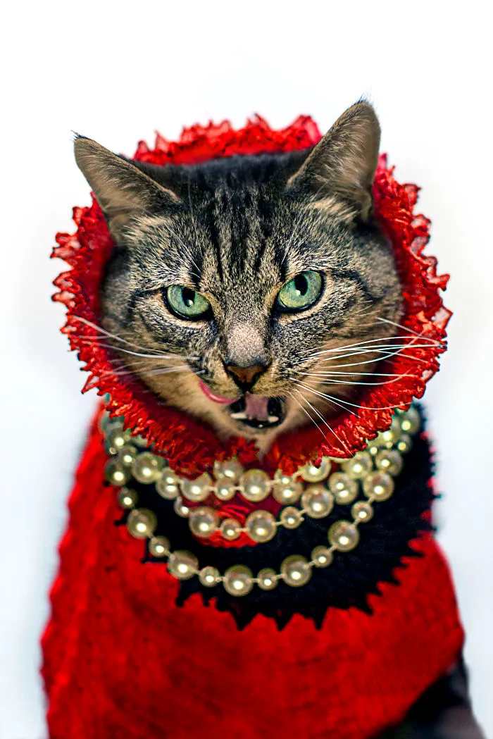 Photographer Turns His Leukemic Cat 'hummus' Into A Fashion Diva!
